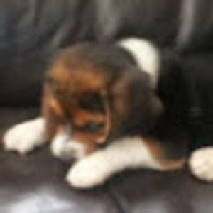 Meet your Posher, Susana